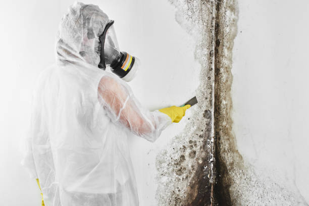 Professional Mold Removal in East Stroudsburg, PA