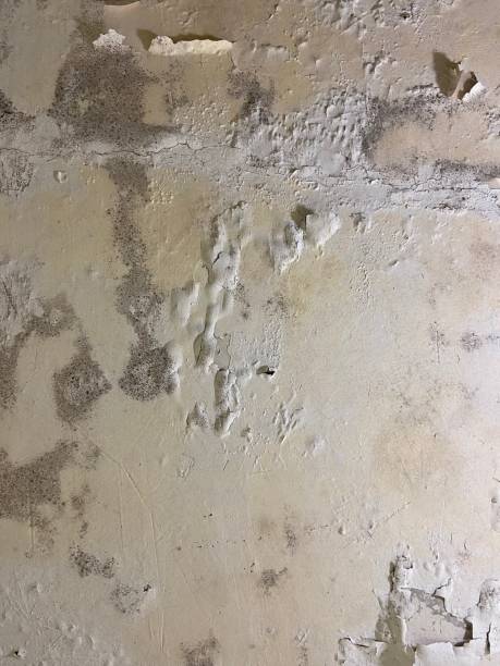 Best Black Mold Removal  in East Stroudsburg, PA