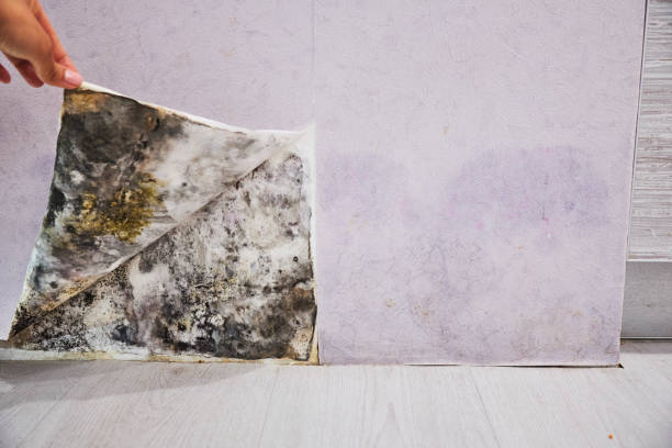 Best Black Mold Removal  in East Stroudsburg, PA